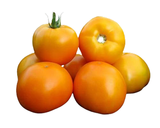 Fresh Organic Onion